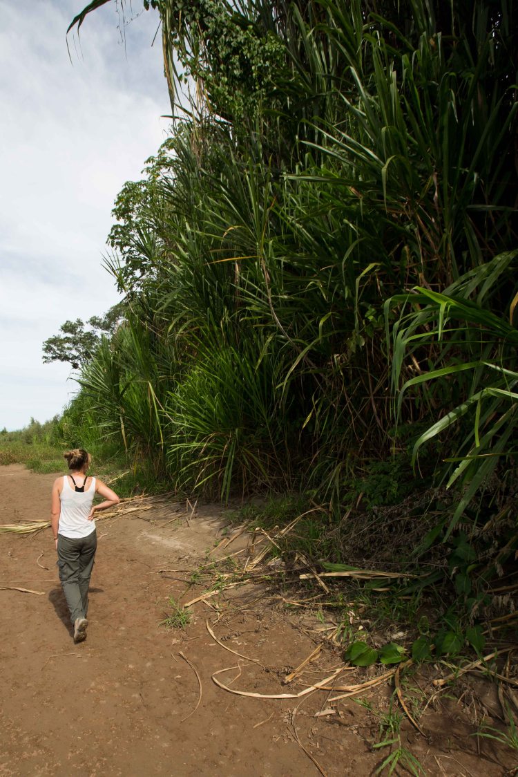 Walking beside the forest