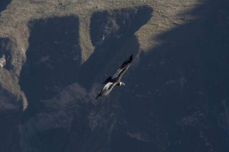 Arequipa & Colca Canyon_026