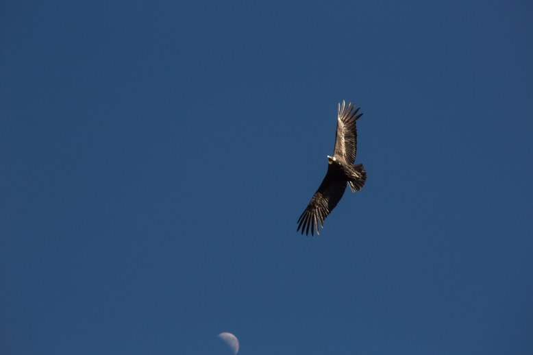 Arequipa & Colca Canyon_029