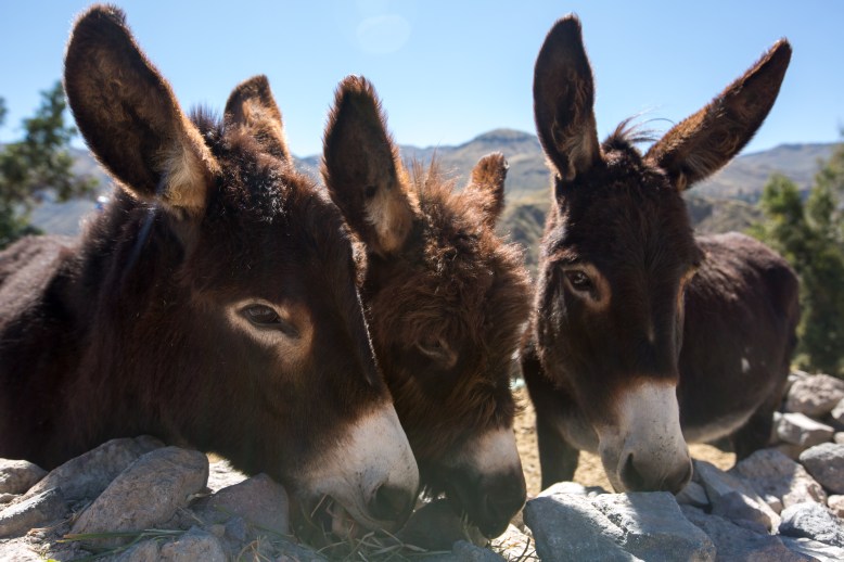 Arequipa & Colca Canyon_110