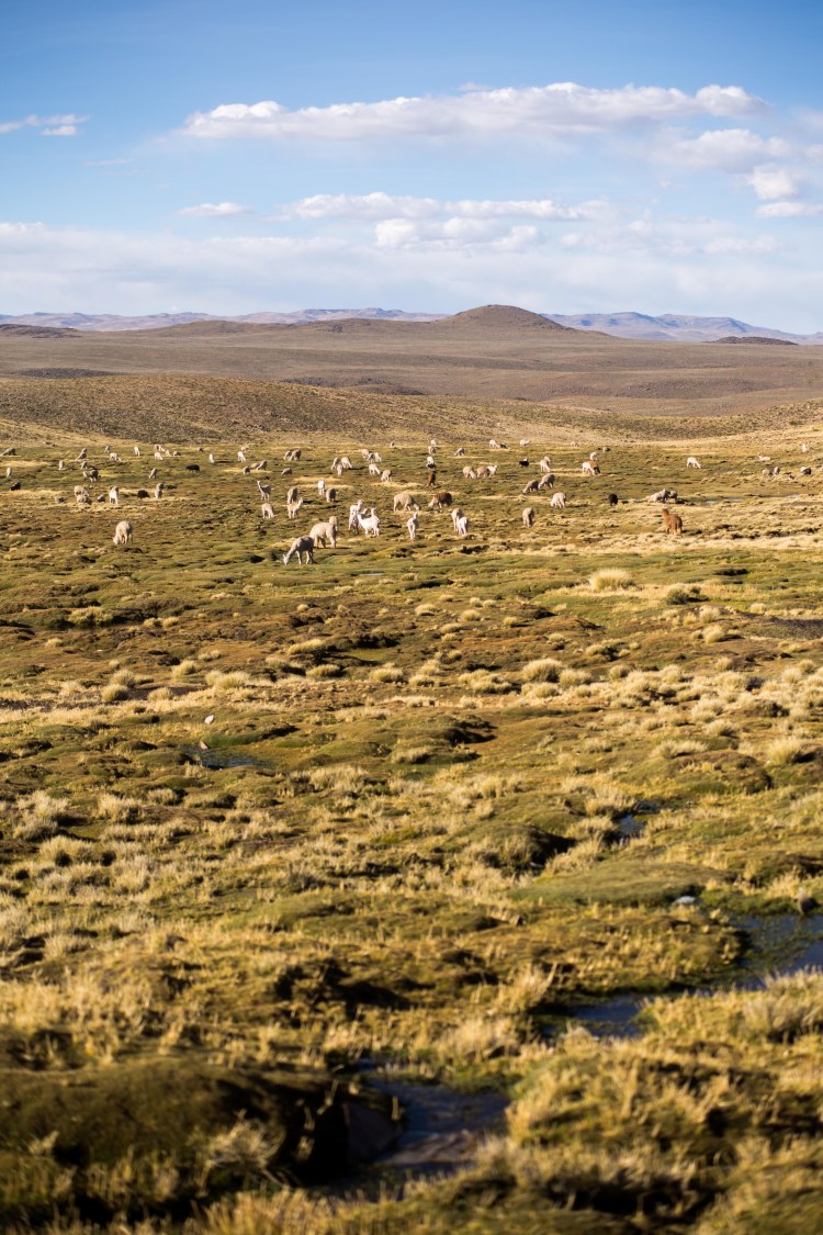 Arequipa & Colca Canyon_124