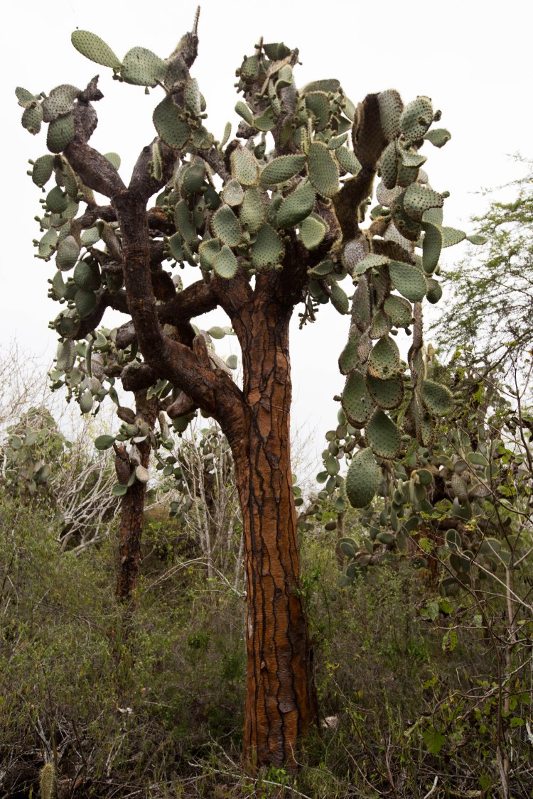 Galapagos Tree