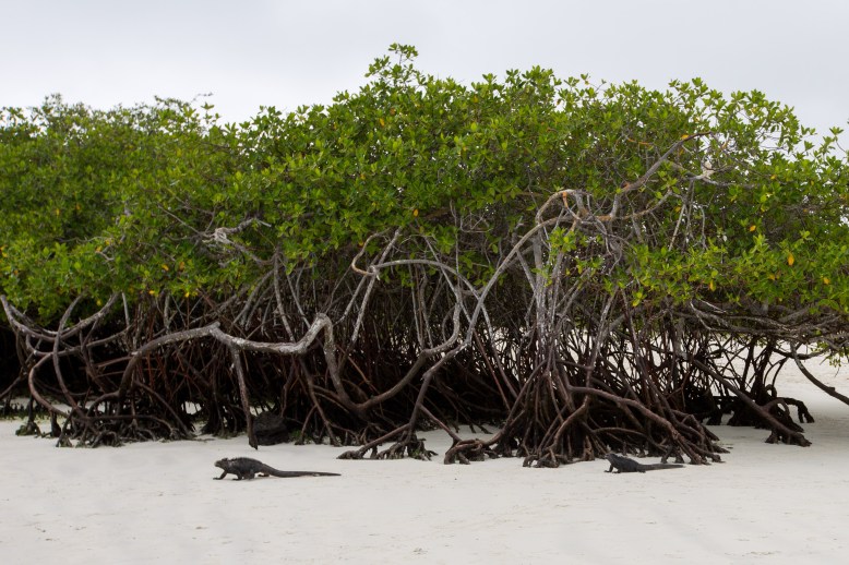 Marine Iguanas near mangroves - Tortuga Beach, Galapagos