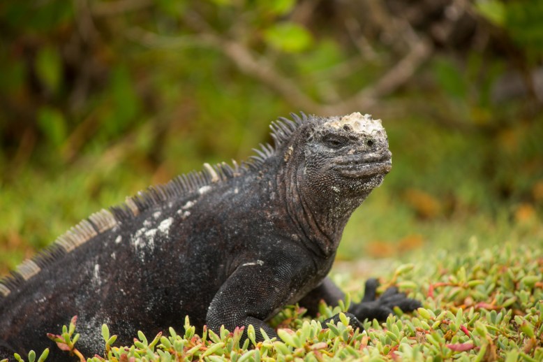 Marine Iguana