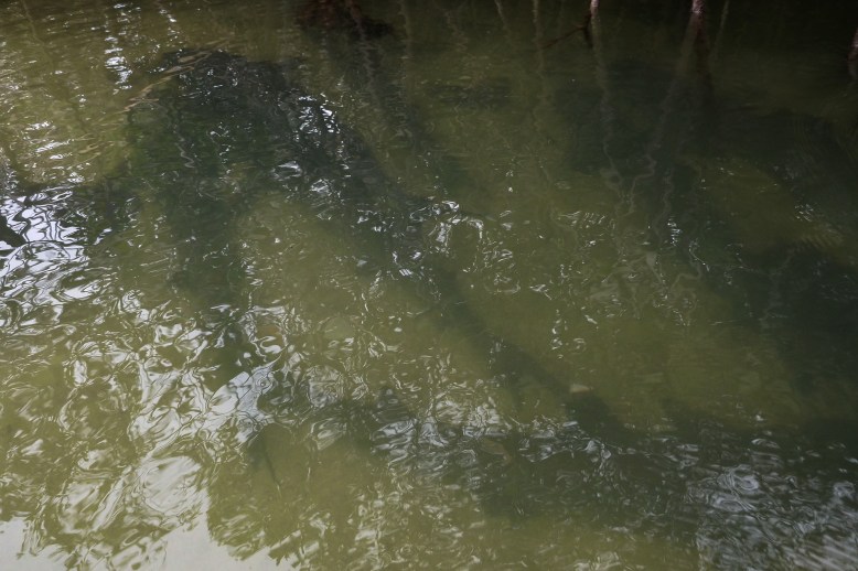 White-tip reef shark