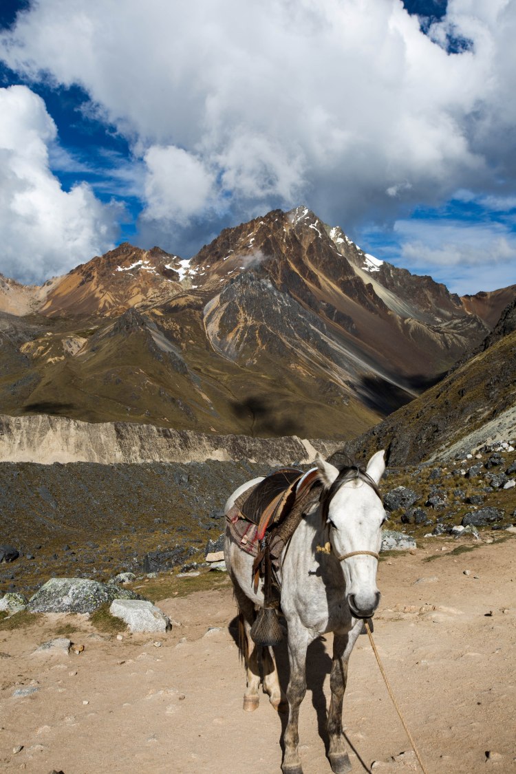 Machu Picchu_065