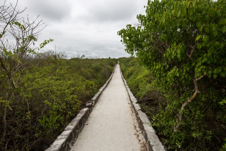 Path to Tortuga Bay, Galapagos