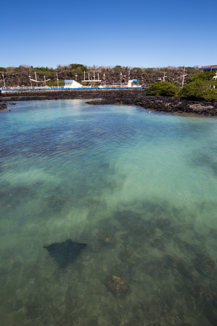 Marina at Santa Cruz, Galapagos